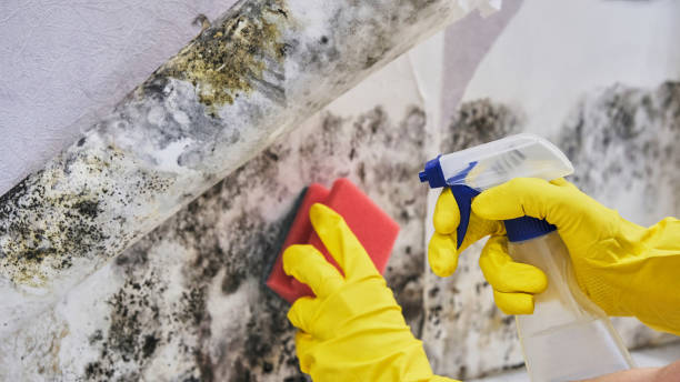 Best Residential Mold Remediation in Oak Grove, MO